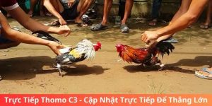 Trực Tiếp Thomo C3 - Cập Nhật Trực Tiếp Để Thắng Lớn